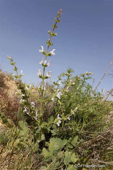 Salvia Palaestina Benth Plants Of The World Online Kew Science