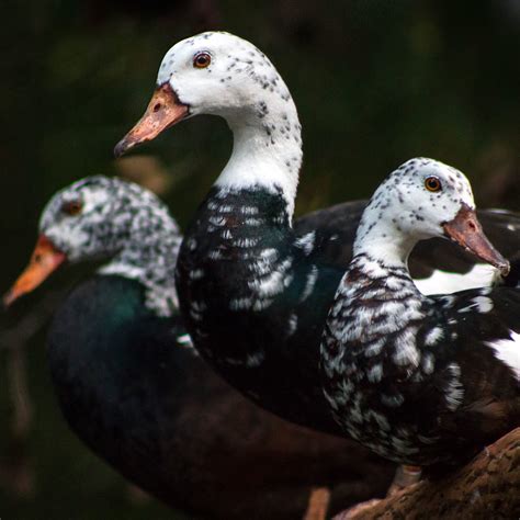 International Wild Waterfowl Association – Working to protect and ...