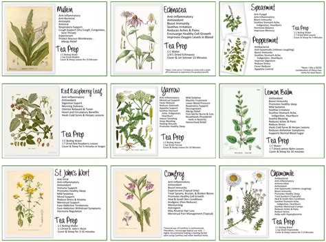 My Herbal Medicine Cabinet Cheat Sheet Herbal Medicine Cabinet