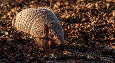 Giant Armadillo: Is This Species Endangered?