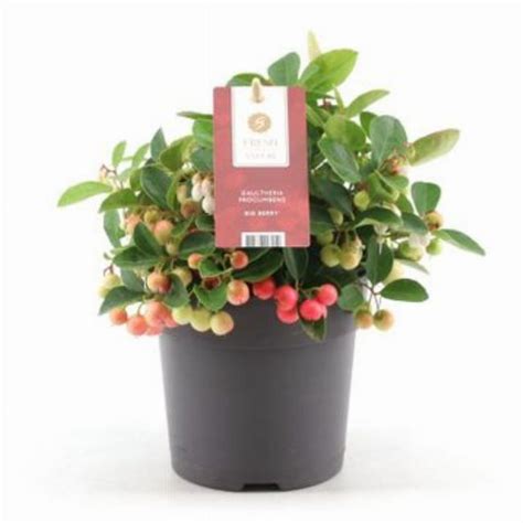 Gaultheria procumbens Big Berry fajdbogyó 12 es cserépben kb 18 cm