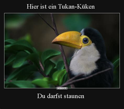 Hier ist ein Tukan Küken Du darfst staunen DEBESTE de