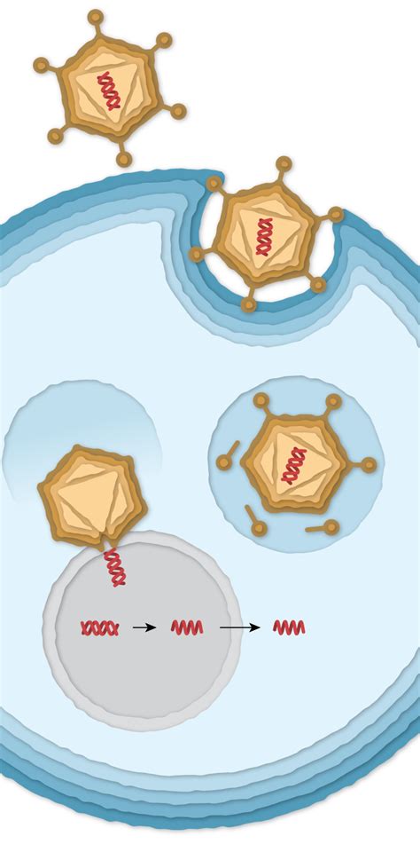 How The Johnson Johnson Covid 19 Vaccine Works The New York Times