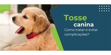 Tosse canina sintomas diagnóstico e tratamentos