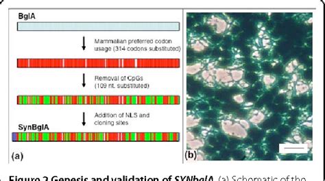 Figure 2 From METHODOLOGY ARTICLE Open Access Methodology Article