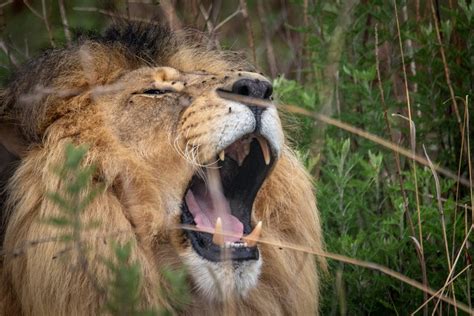 Close-up Photo of Lion's Head · Free Stock Photo