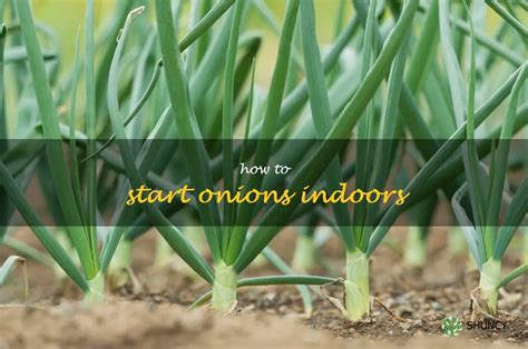 Easy Steps To Starting Onions Indoors Shuncy