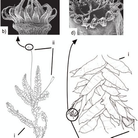 Sporophyte structure in Neckeraceae. Example of a perfect and a... | Download Scientific Diagram