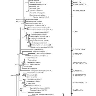 Phylogenetic Relationships Among H A Proteins From Different Eukaryotic