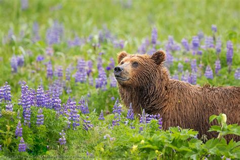 Alaska wildlife photos by Patrick Endres