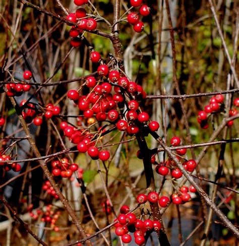 Aronia Arbutifolia Rachels Native Plants