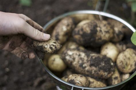 Blight Resistant Potatoes Fruit Hill Farm Blog