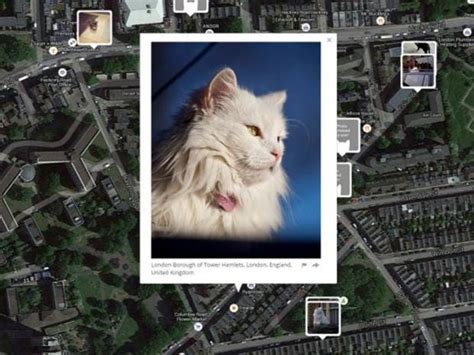 I Know Where Your Cat Lives Feline Photo Mapping Website Exposes How