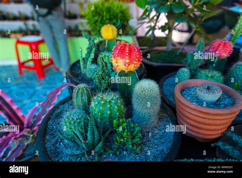 A cactus is a kind of a plant adapted to hot, dry climates. Plants ...