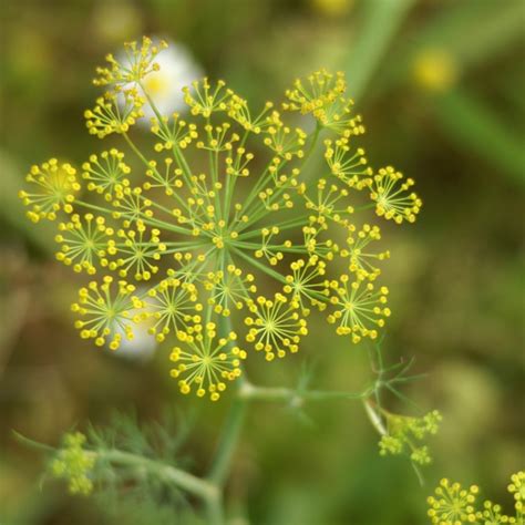 Anethum Graveolens Dille De Bolderik