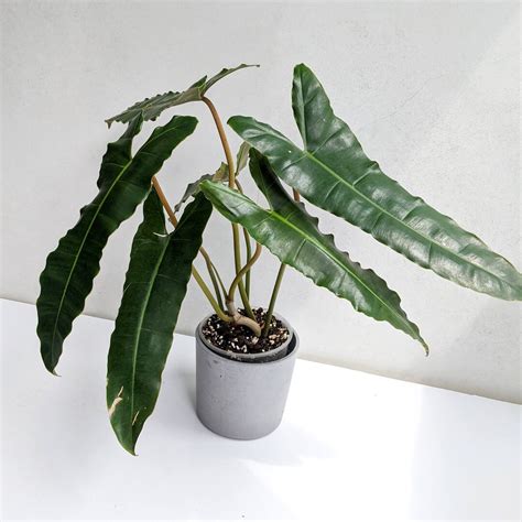 Philodendron Billietiae X Atabapoense Starter Plant All Starter Plants