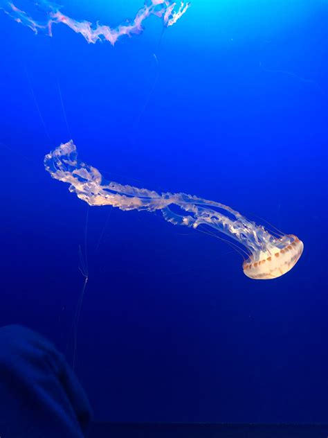 Monterey Bay Aquarium – M&M Hit The Road