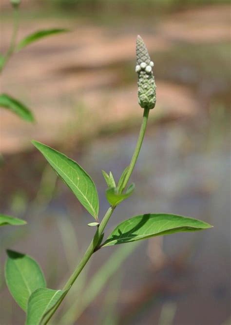 Sphenoclea Zeylanica Gaertn Chickenspike World Flora Pl Ntnet