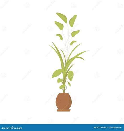 Non-flowering Plants. Isolated. Flat Style. Stock Vector - Illustration ...