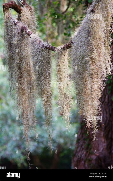 Spanish Moss Tillandsia Usneoides Hanging From A Live Oak Tree On