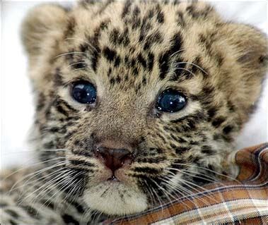 The Indian Leopard, Beautiful, Big, Spotted Wild Cat Photograph brought ...