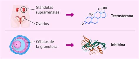 Producción de la testosterona y la inhibina