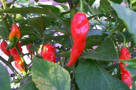 Bhut Jolokia Pepper Seeds | Super Hot Chiles