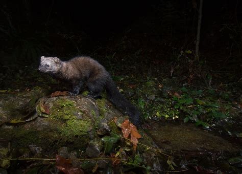 Trail Cam Photos That Reveal Oregon S Hidden Wildlife Artofit