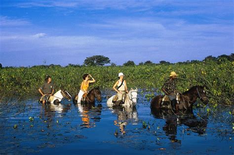 Pantanal Quando Ir Como Chegar Hotéis Passeios E Mais Viagem E