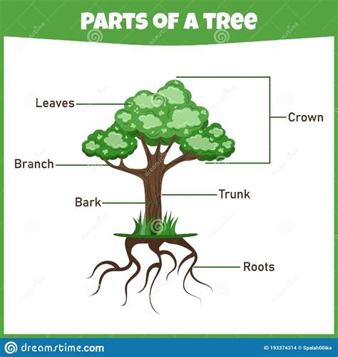 Illustration About Learning Parts Of A Tree Education Worksheet