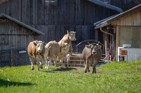 Betriebsmitarbeiterin F R Zwei Bio H Fe Im Herzen Graub Ndens Kurs