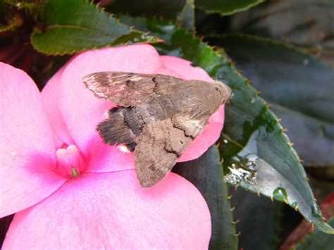 Hummingbird Hawkmoth, Merley | Dorset Butterflies