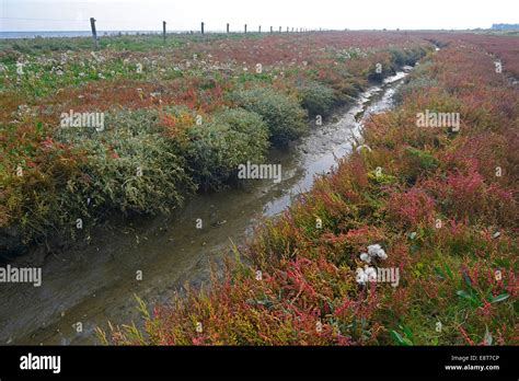 Salicornia salt marsh hi-res stock photography and images - Alamy