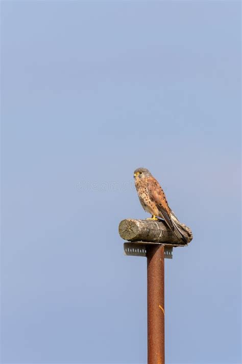 Common Kestrel Falco Tinnunculus Stock Photo Image Of National