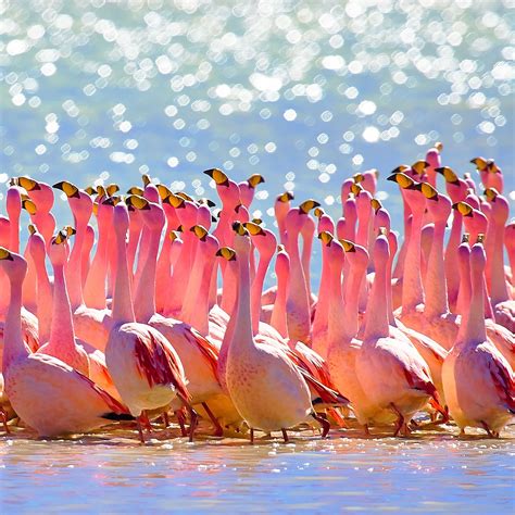 Bolivian Salt Flats Flamingo