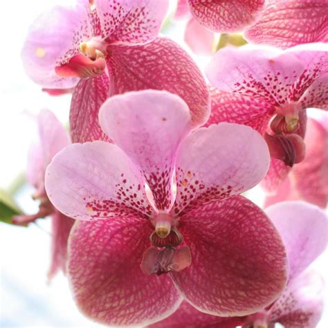 Vanda Orchids Care And Grow Guide - Orchid Resource Center