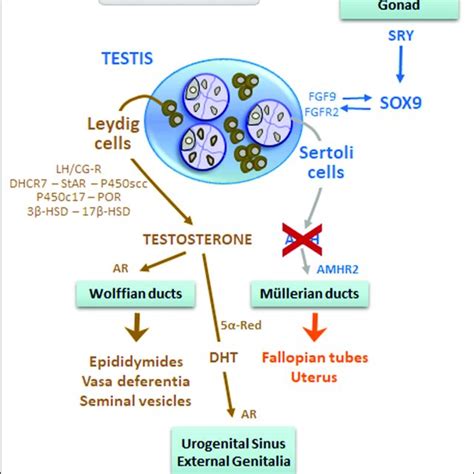 Dysgenetic Dsd In 46xy Patients Early Fetal Onset Primary