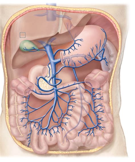 Figure Venous Circulation To The Thoracic And Abdominal Body