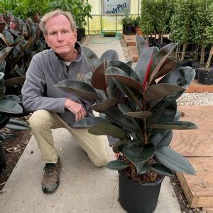 10 Ficus Daniella Braid NET Tri State Foliage In House Availability