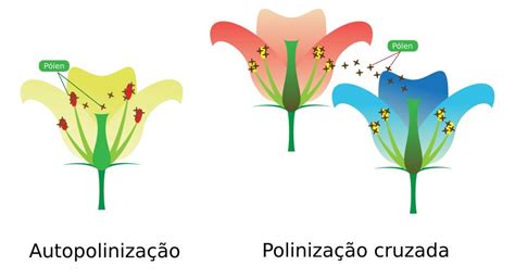 Poliniza O Reprodu O Vegetal Infoescola