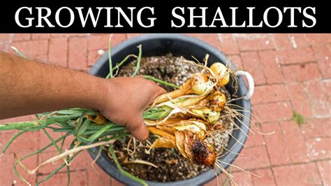 California Gardening: Growing Shallots in Containers