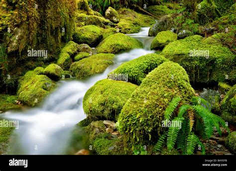 Moss Covered Rocks In Small Stream At Opal Creek Scenic Recreation Area