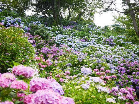 紫陽花 の 名所 関東