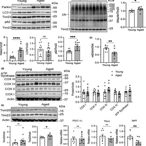 Reduced Mitochondrial Turnover In Aged Hearts Representative Western