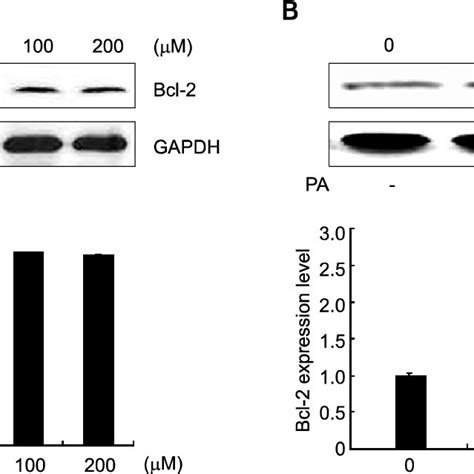 Effects Of Pa On The Bcl Expression In Hela Cells Pa Increased Bcl