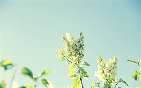 Wallpaper Sunlight Food Nature Sky Plants Field Macro Branch