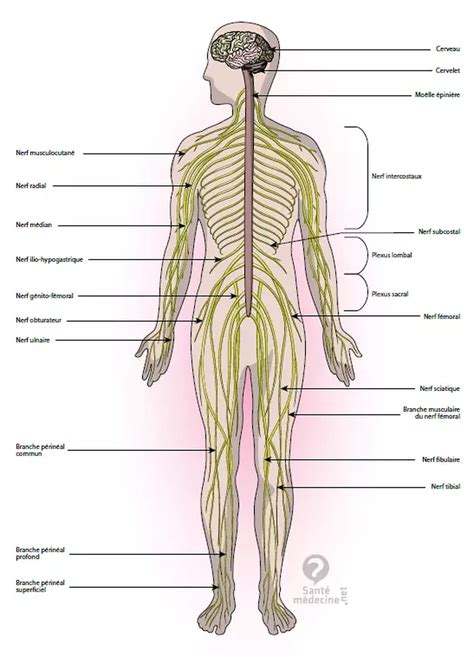 Syst Me Nerveux Sympathique D Finition Sch Ma