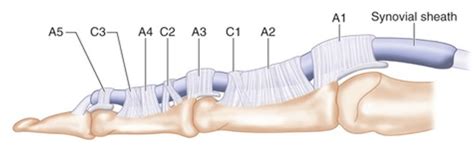 Pulley system of flexor tendons of the hand. The pulley system consists... | Download Scientific ...