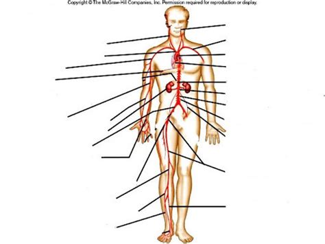 Anatomy And Physiology Lab Exam Arteries Diagram Quizlet