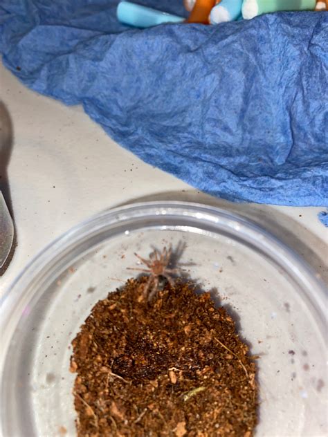 Grammostola Pulchripes (Chaco Golden Knee) – Franksbuggin661